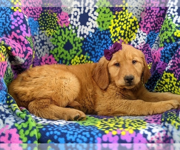 Medium Photo #6 Golden Retriever Puppy For Sale in NARVON, PA, USA
