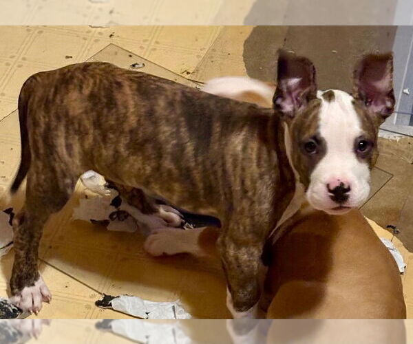 Medium Photo #3 American Pit Bull Terrier-Unknown Mix Puppy For Sale in Rootstown, OH, USA
