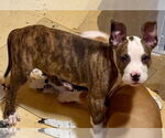 Small #2 American Pit Bull Terrier Mix