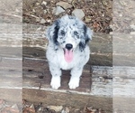 Small Photo #9 Aussiedoodle Puppy For Sale in DOWELLTOWN, TN, USA