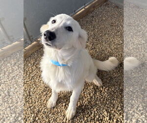 Great Pyrenees-Unknown Mix Dogs for adoption in Sterling, MA, USA