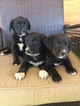 Small Photo #1 Labrador Retriever Puppy For Sale in FORT COLLINS, CO, USA