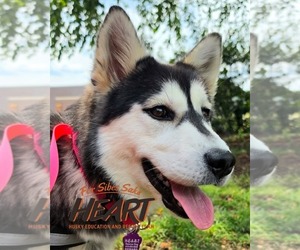 Gerberian Shepsky Dogs for adoption in Severn, MD, USA