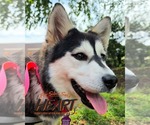 Small Gerberian Shepsky