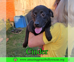 Small Photo #7 Labrador Retriever-Unknown Mix Puppy For Sale in Milton, FL, USA