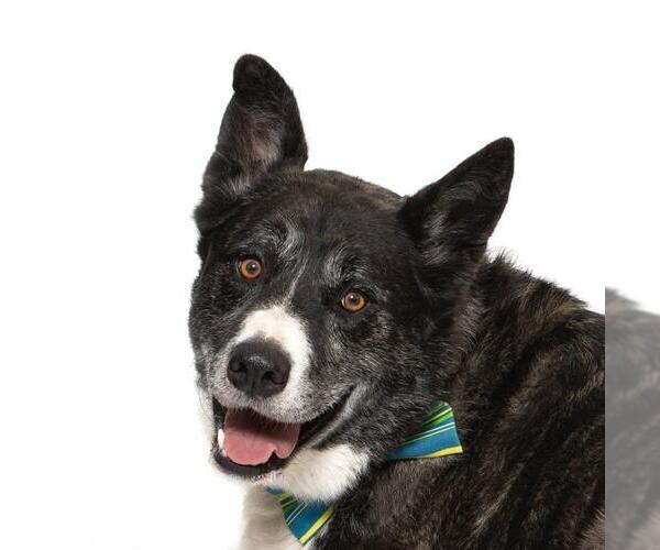 Medium Photo #1 Akita-Siberian Husky Mix Puppy For Sale in Santa Barbara, CA, USA