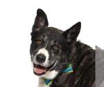 Small Akita-Siberian Husky Mix