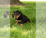 Small #3 Dachshund