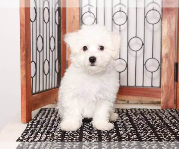 Medium Photo #2 Bichon Frise Puppy For Sale in NAPLES, FL, USA