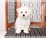 Small Photo #2 Bichon Frise Puppy For Sale in NAPLES, FL, USA