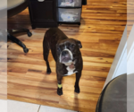 Small #5 Mutt