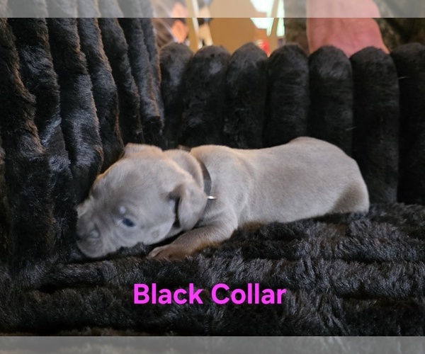 Medium Photo #2 Cane Corso Puppy For Sale in SPARTA, WI, USA