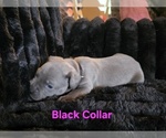 Small #1 Cane Corso