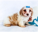 Small #3 Cavapoo (Miniature)
