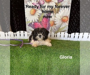 Zuchon Puppy for sale in MOUNT PLEASANT, MI, USA
