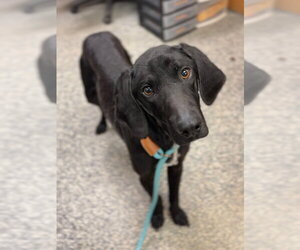 Mutt Dogs for adoption in Bemidji, MN, USA