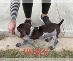 Small Photo #4 German Shorthaired Pointer Puppy For Sale in PLAINVIEW, TX, USA