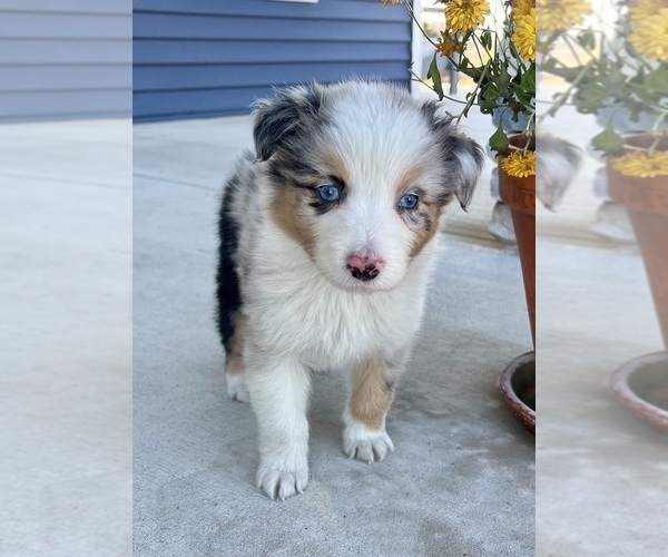 Medium Photo #4 Australian Shepherd Puppy For Sale in LODA, IL, USA