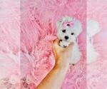 Small #3 Maltese
