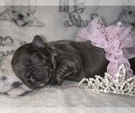 Small Photo #29 French Bulldog Puppy For Sale in MIMS, FL, USA