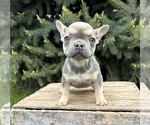 Small #1 French Bulldog