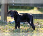 Small #1 Border Collie Mix