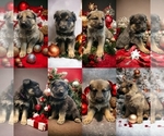 Small Photo #1 German Shepherd Dog Puppy For Sale in DETROIT LAKES, MN, USA