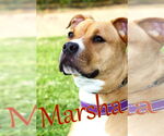 Small #2 American Pit Bull Terrier