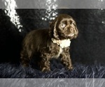 Puppy Pinkie Pie AKC Cocker Spaniel