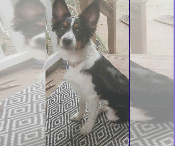 Medium Photo #3 Border Collie-Unknown Mix Puppy For Sale in Cromwell, KY, USA