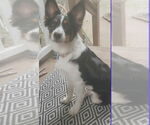 Small #2 Border Collie Mix
