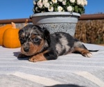 Small #3 Dachshund