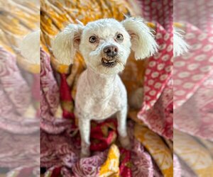 Poodle (Toy) Dogs for adoption in Albuquerque, NM, USA