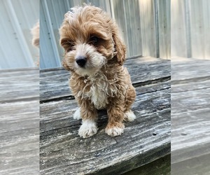 Medium Goldendoodle mix (+ Poodle Miniature)