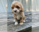 Puppy Chloe Goldendoodle mix (+ Poodle Miniature)