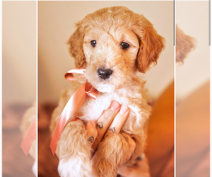 Goldendoodle (Miniature) Puppy for Sale in YUBA CITY, California USA
