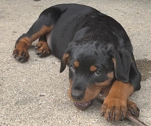 Rottweiler Puppy for sale in WARREN, MI, USA