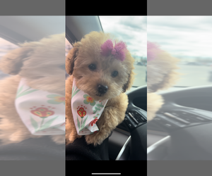 Goldendoodle (Miniature) Puppy for sale in NORFOLK, VA, USA