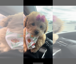 Small Photo #1 Goldendoodle (Miniature) Puppy For Sale in NORFOLK, VA, USA