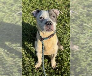 Medium American Staffordshire Terrier Mix