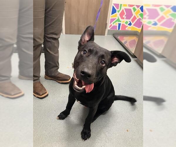 Medium Photo #1 Labrador Retriever Puppy For Sale in Baytown, TX, USA