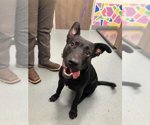 Labrador Retriever Dogs for adoption in Baytown, TX, USA