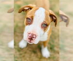 Small #2 American Pit Bull Terrier