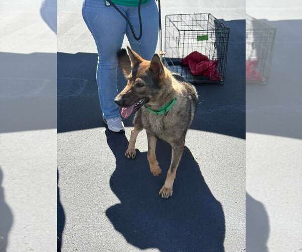 Medium Photo #12 German Shepherd Dog-Unknown Mix Puppy For Sale in Brewster, NY, USA