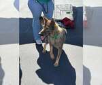 Small #11 German Shepherd Dog Mix