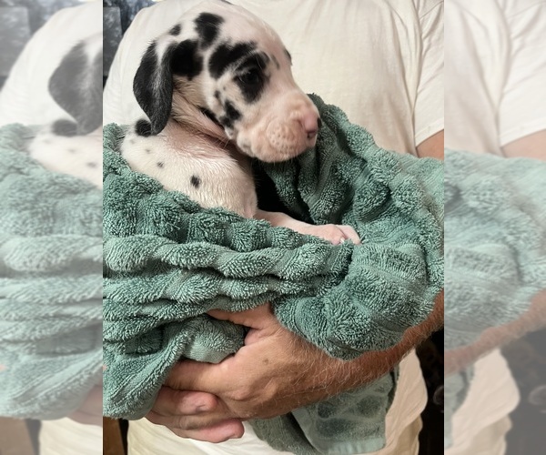 Medium Photo #1 Great Dane Puppy For Sale in SPRAGGS, PA, USA
