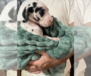 Medium Great Dane