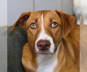 Mutt Dogs for adoption in San Antonio, TX, USA