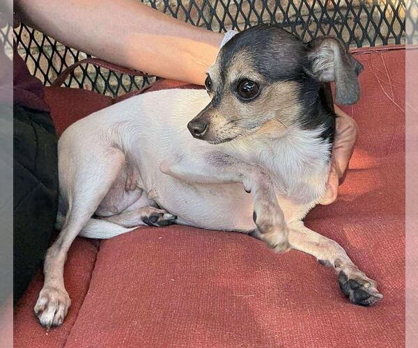 Medium Photo #5 Chihuahua-Unknown Mix Puppy For Sale in Boonton, NJ, USA