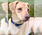 Small #44 Labrador Retriever Mix